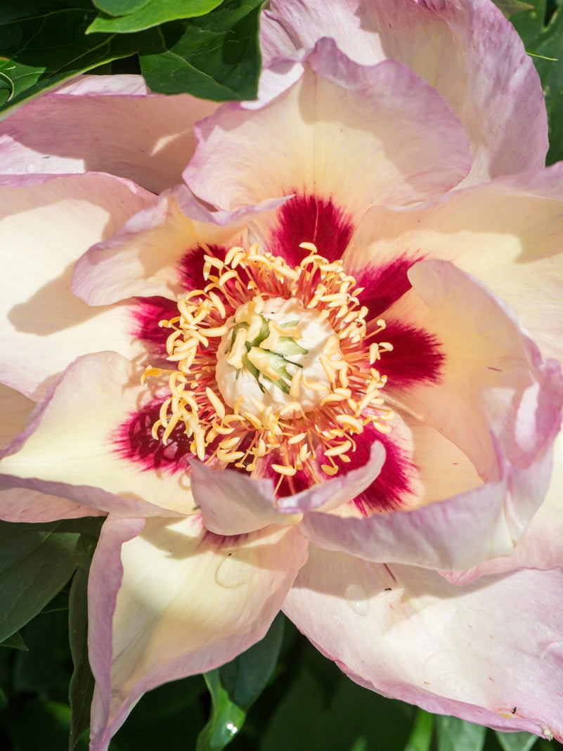 Piwonia Itoh Paeonia itoh 'Pastel Splendor'