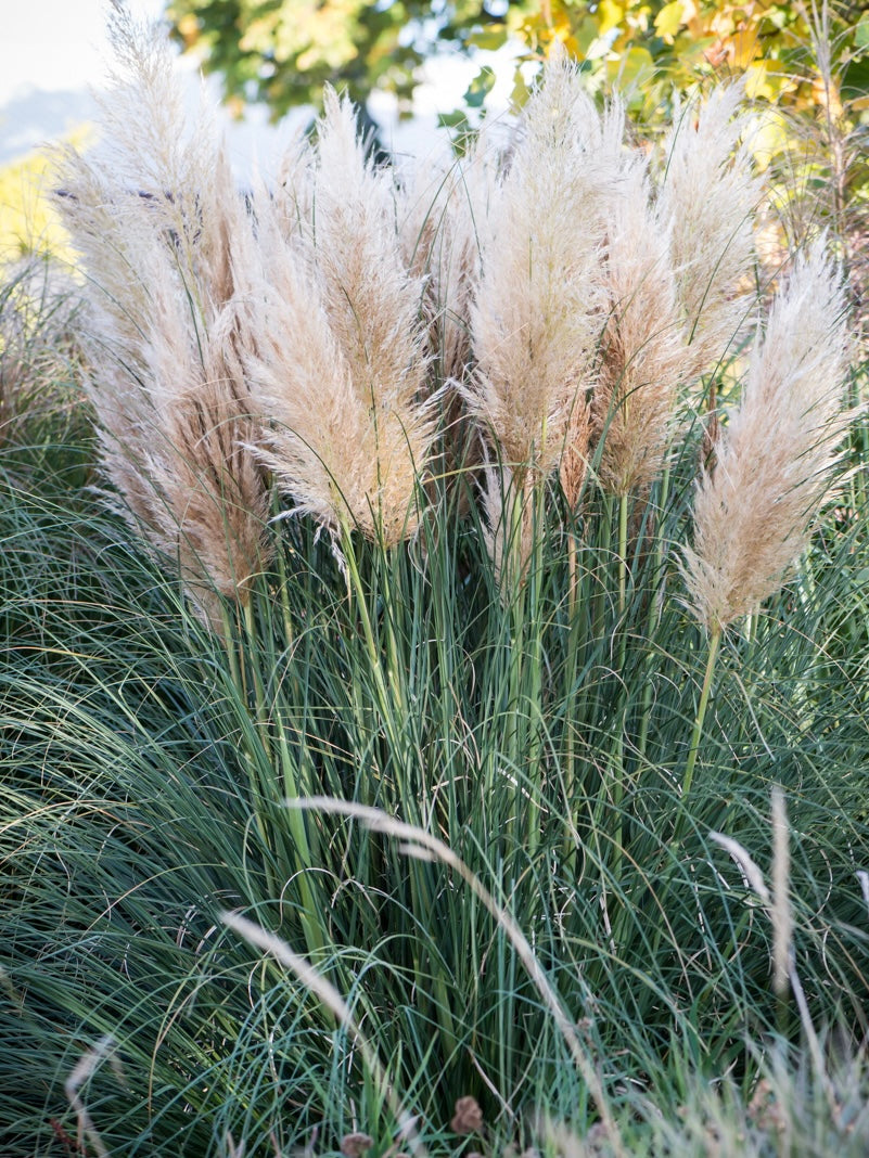 Trawa pampasowa Cortaderia selloana 'Pink Feather'