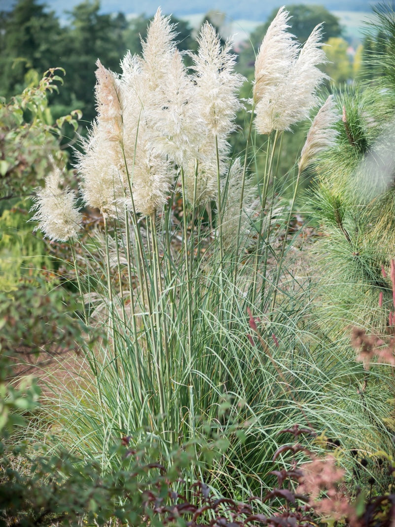 Trawa pampasowa Cortaderia selloana 'White Feather'