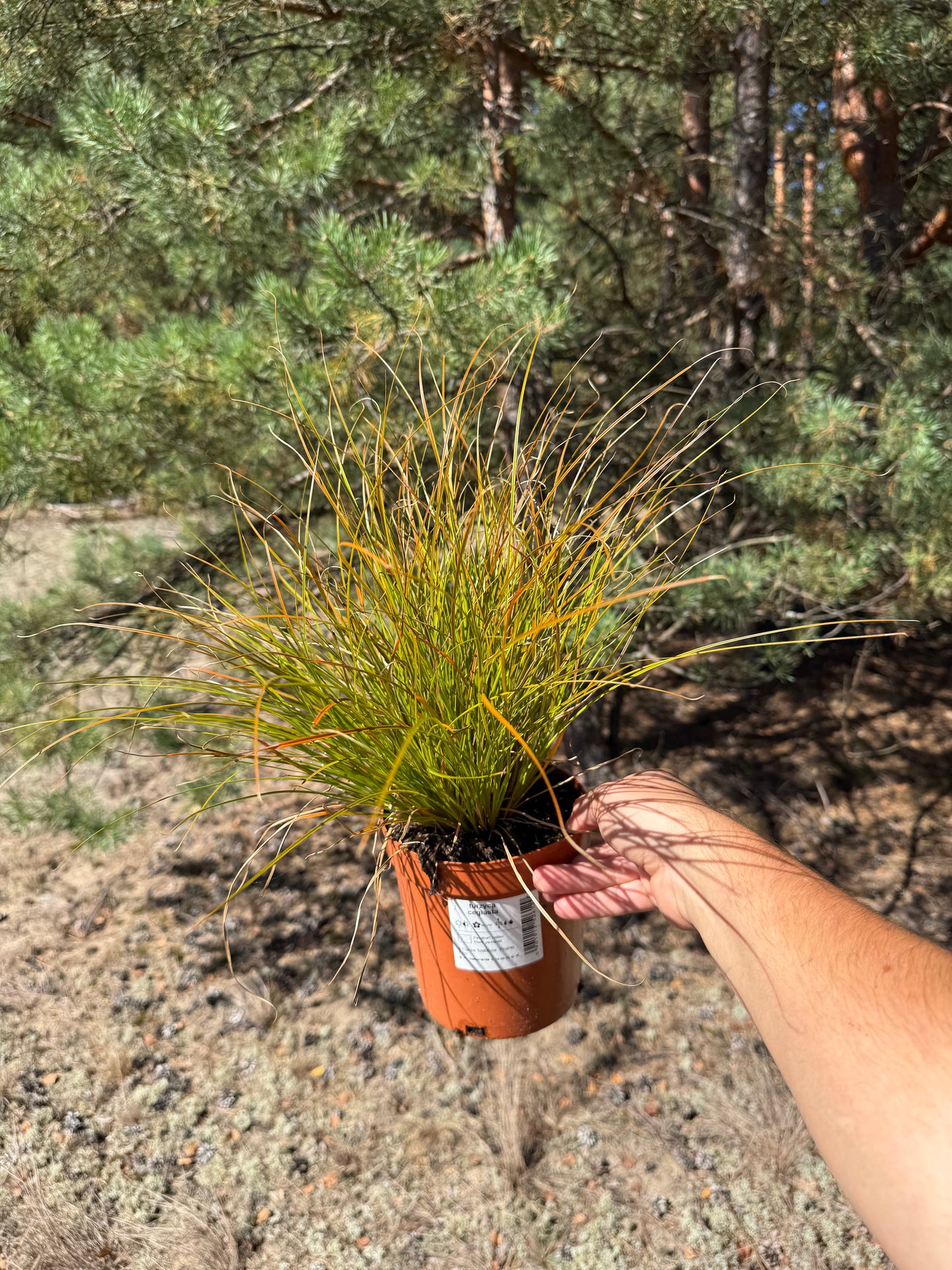 Turzyca ceglasta Carex testacea 'Prairie Fire'
