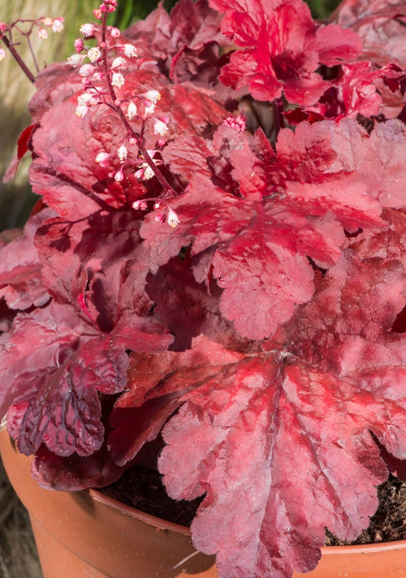 Żurawka Heuchera 'Fire Alarm'