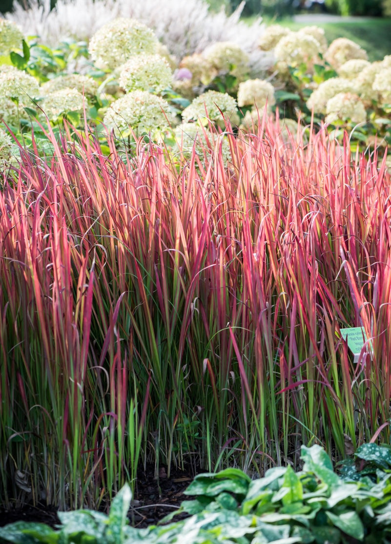 Imperata cylindryczna Imperata cylindrica 'Red Baron'