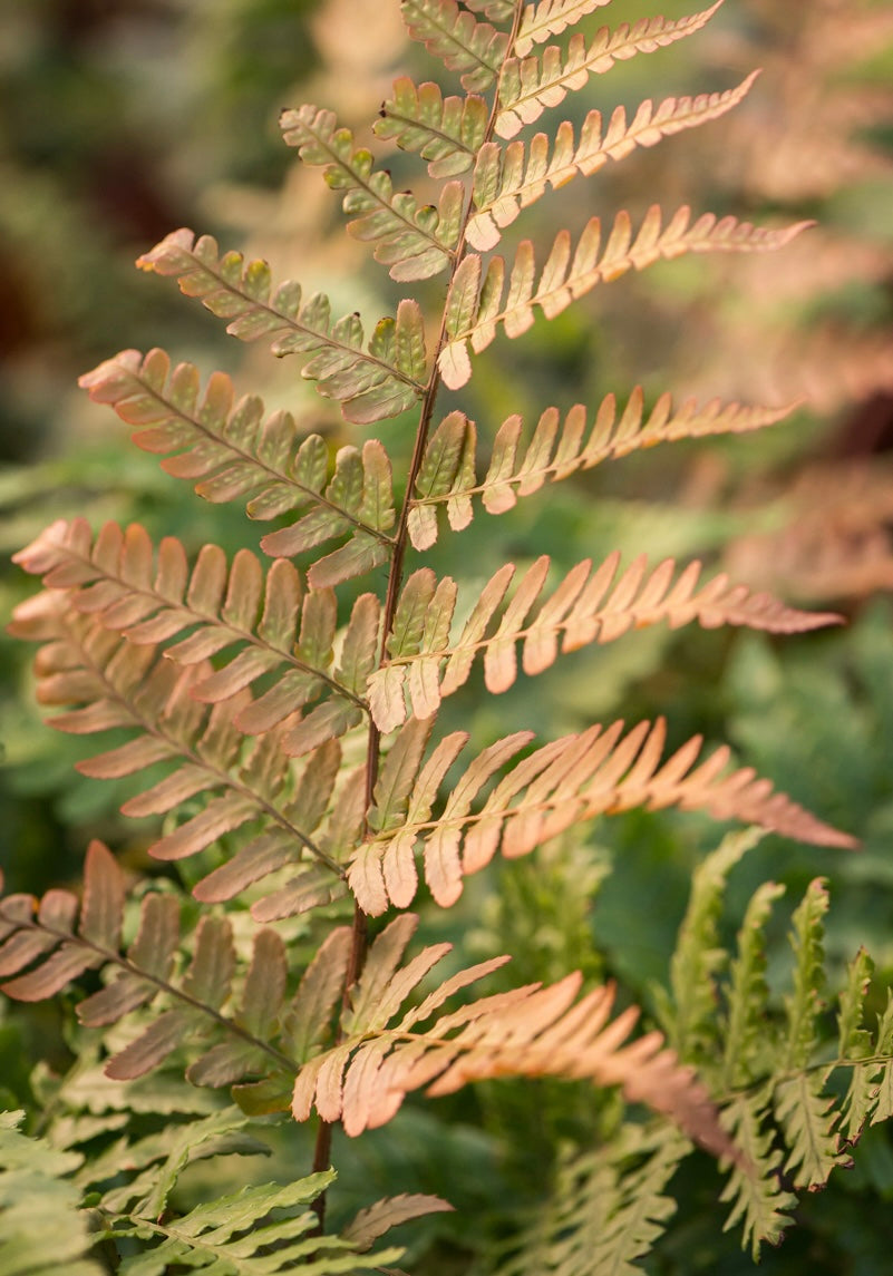 Narecznica czerwonozawijkowa Dryopteris erythrosora