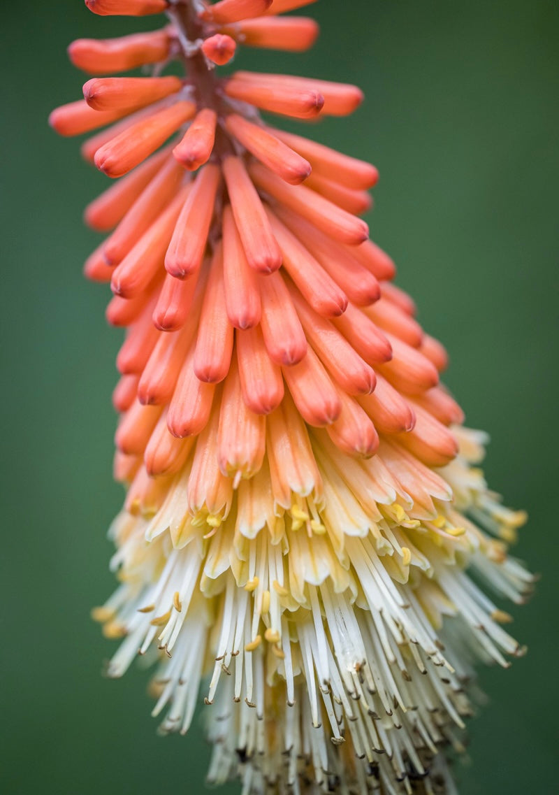 Trytoma groniasta Kniphofia uvaria 'Royal Castle'