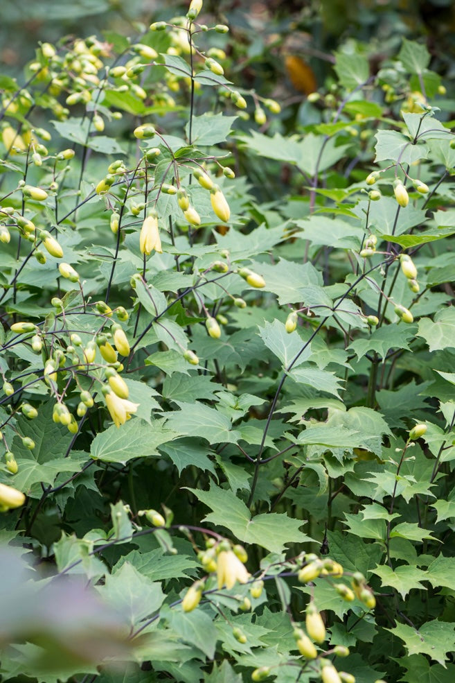 Kirengeszoma dłoniasta Kirengeshoma palmata