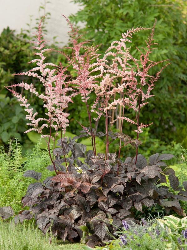 Tawułka Arendsa Astilbe x thunbergii 'Chocolate Shogun'