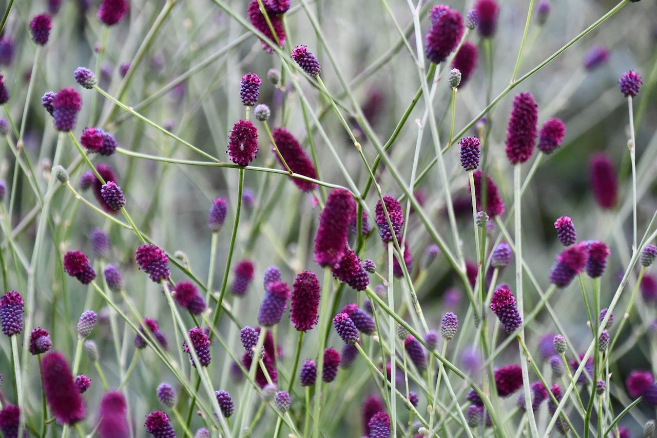 Krwiściąg lekarski Sanguisorba officinalis 'Plum Drops'