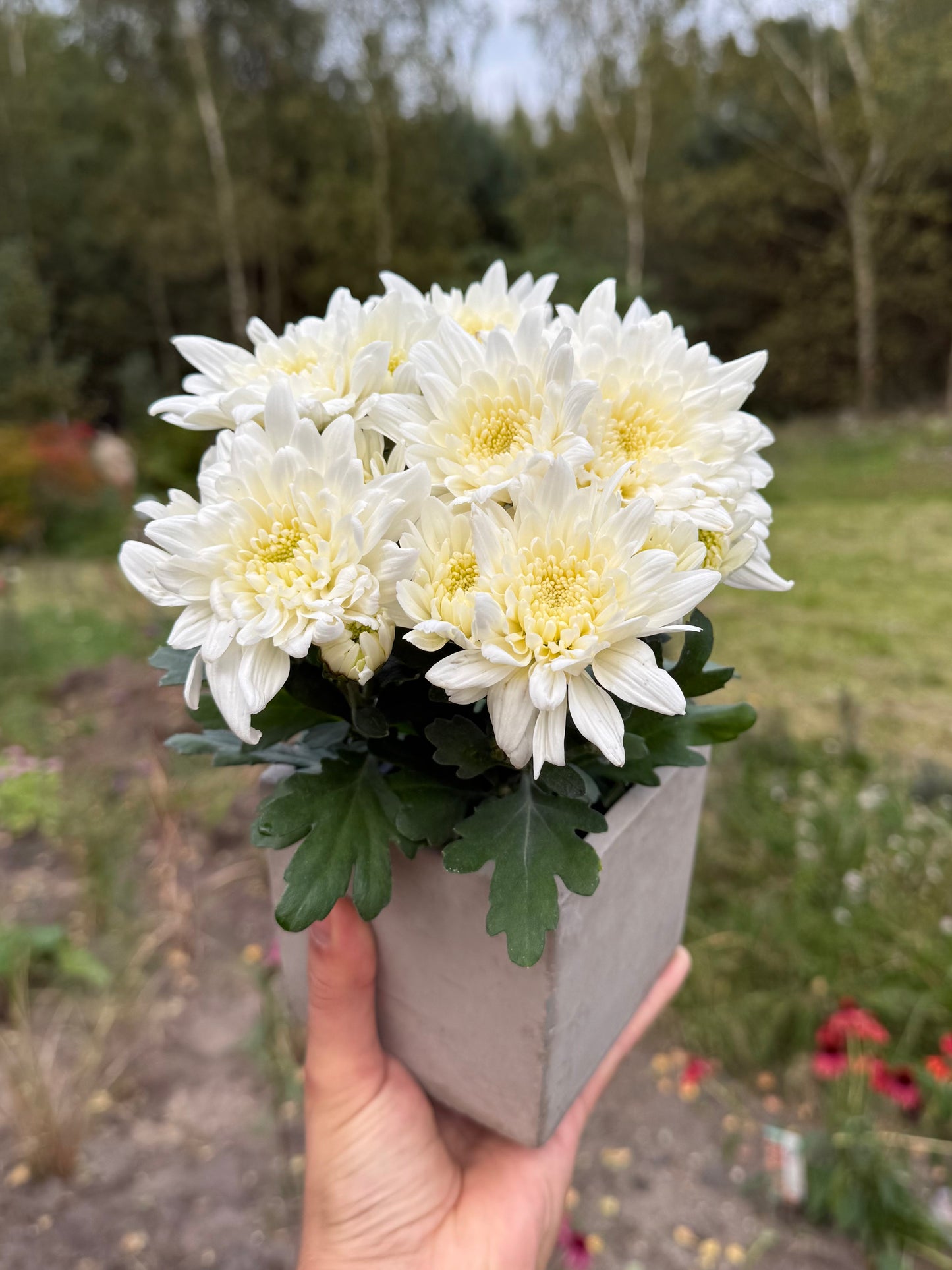 Chryzantema średniokwiatowa Chrysanthemum 'Curuba White'