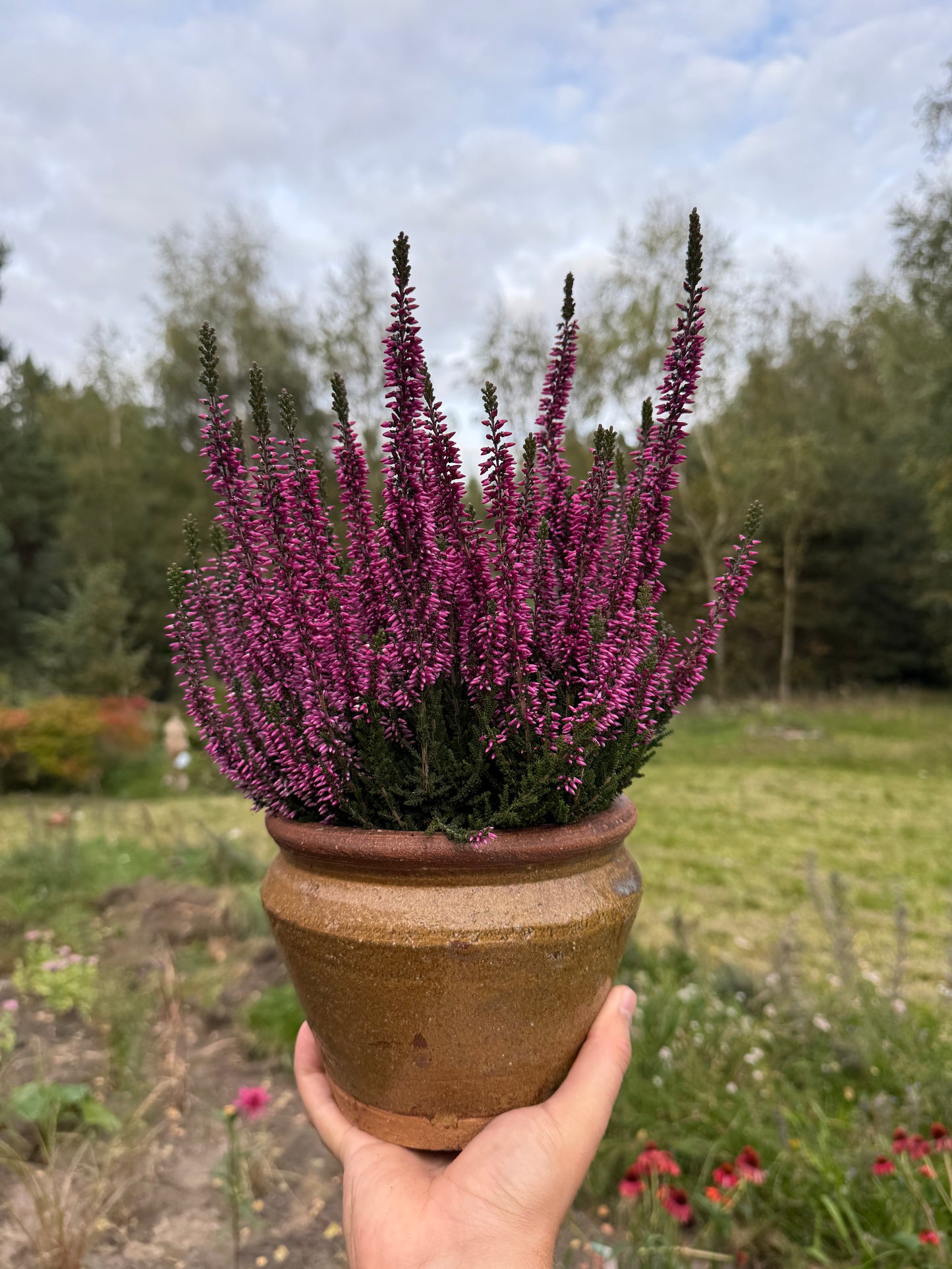 Wrzos zwyczajny Calluna vulgaris 'Lyna'