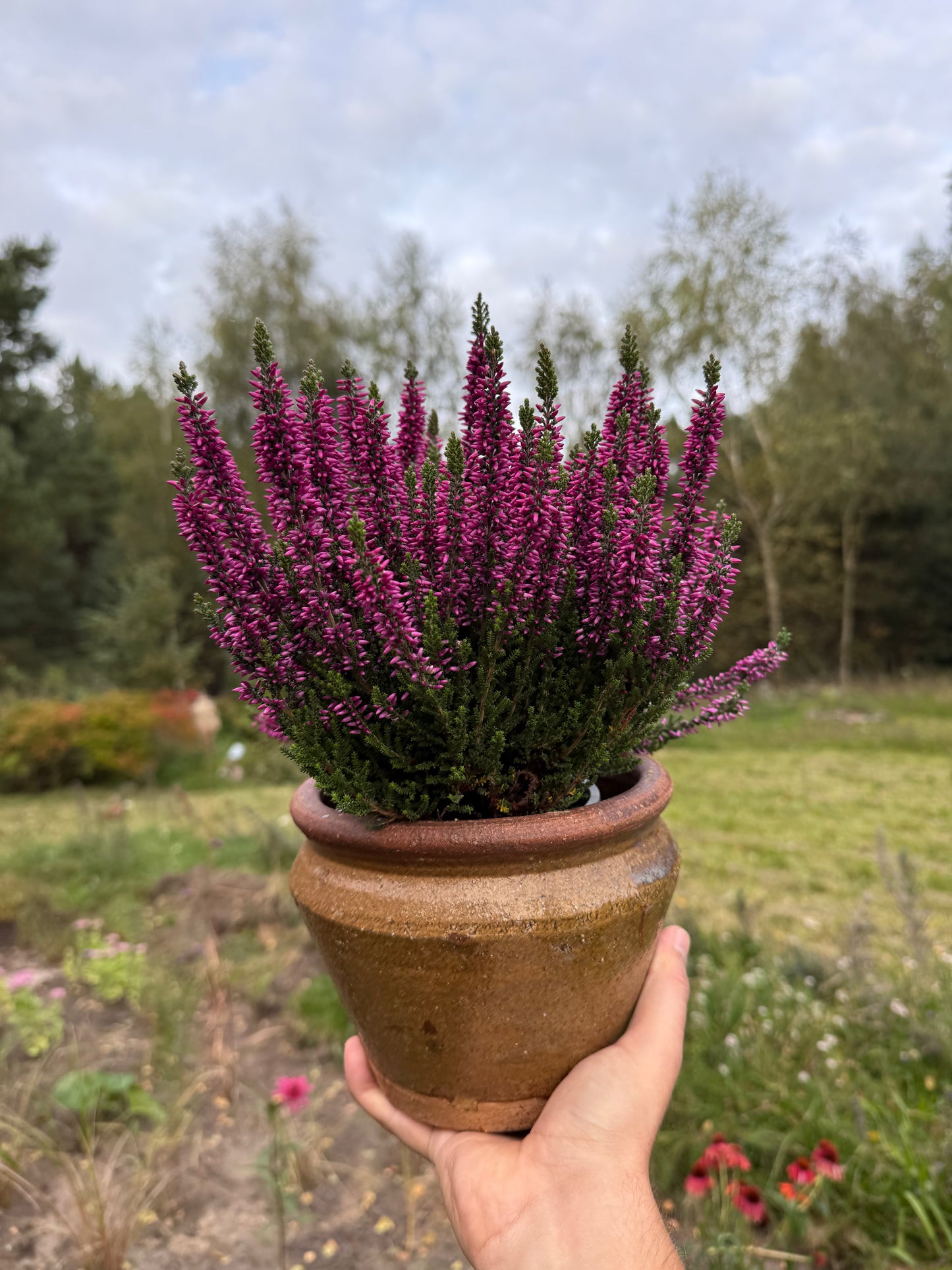 Wrzos zwyczajny Calluna vulgaris 'Luka'