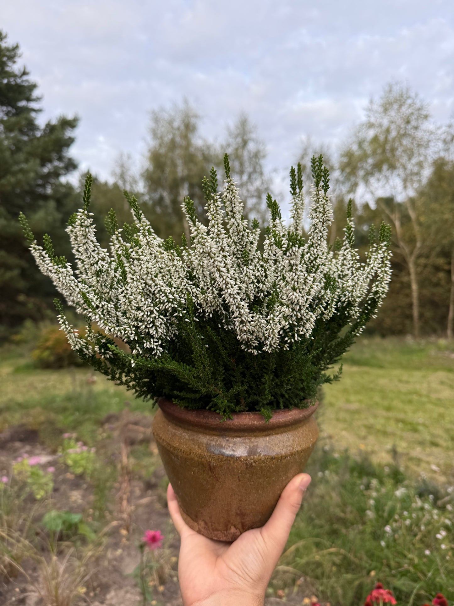 Wrzos zwyczajny Celluna vulgaris 'Veluwe'