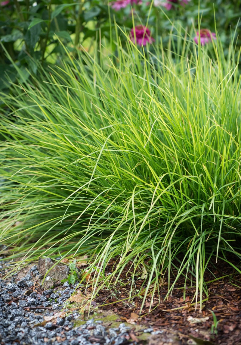 Sesleria jesienna Sesleria autumnalis