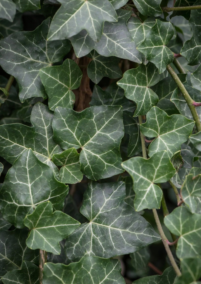 Bluszcz pospolity Hedera helix 'Thorndale'