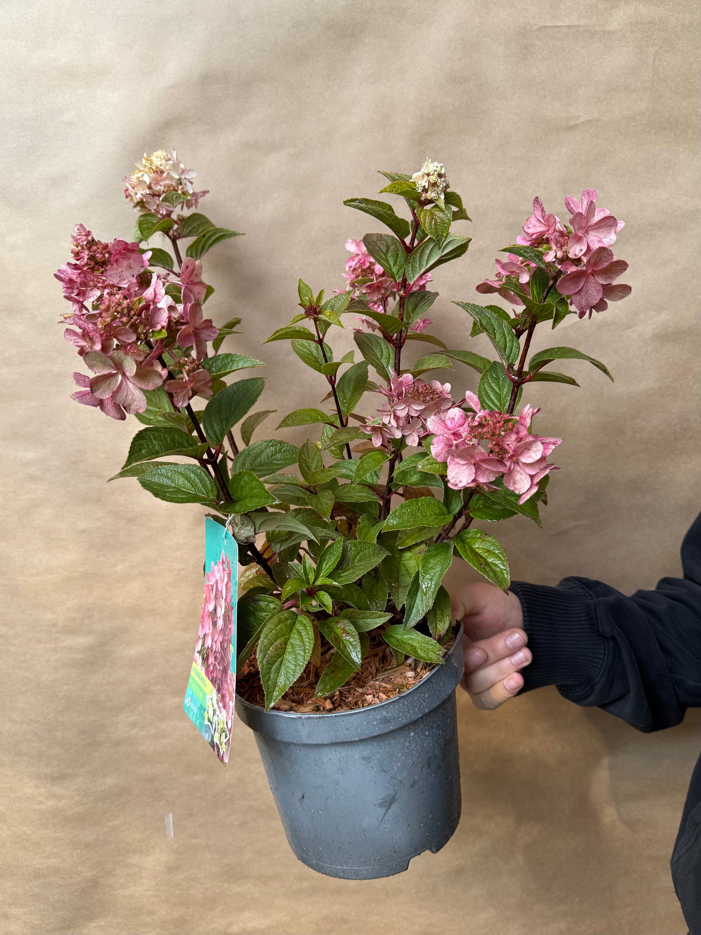 Hydrangea paniculata Hortensja bukietowa 'Petite Star'