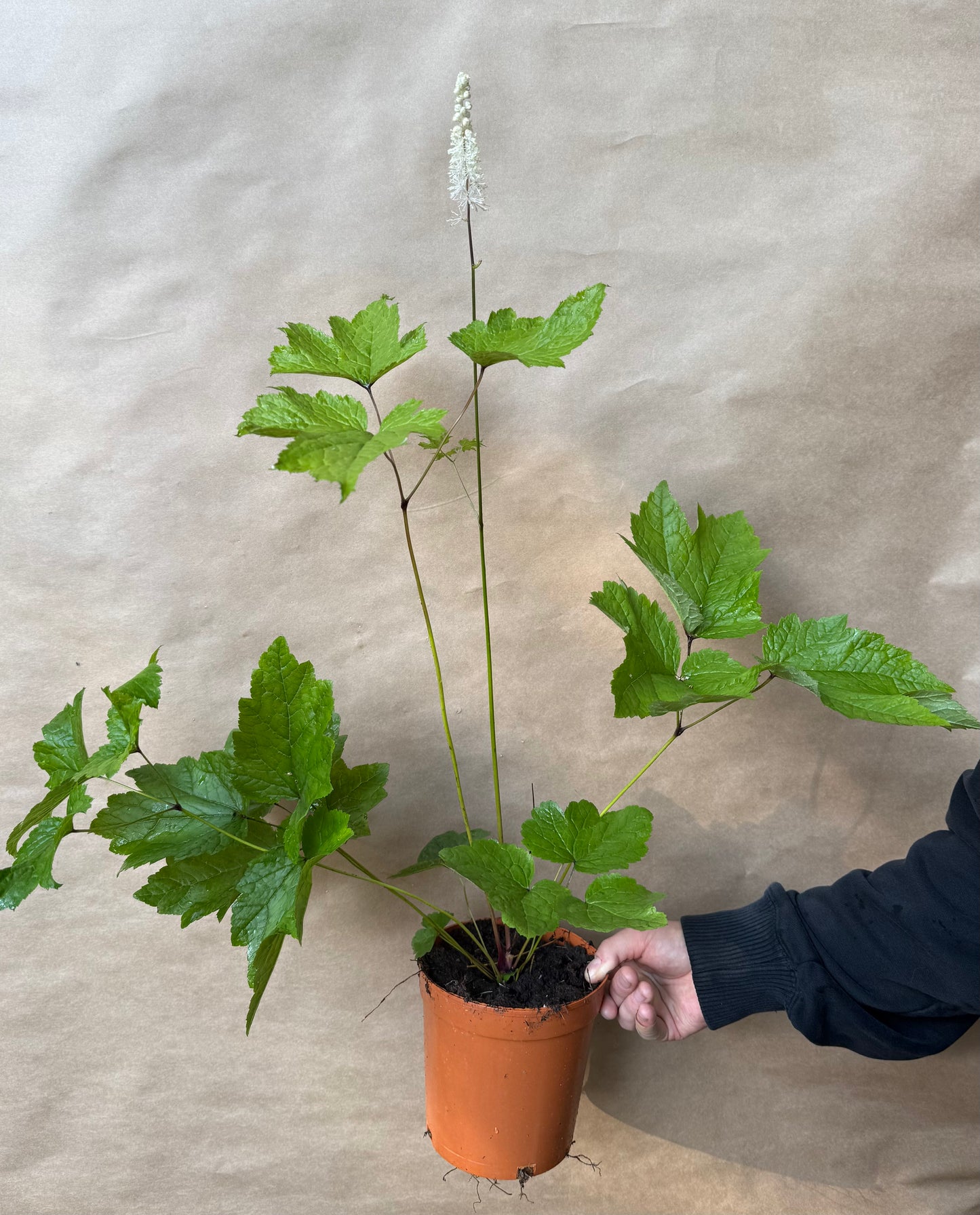 Pluskwica sercolistna Actaea racemosa var. cordifolia