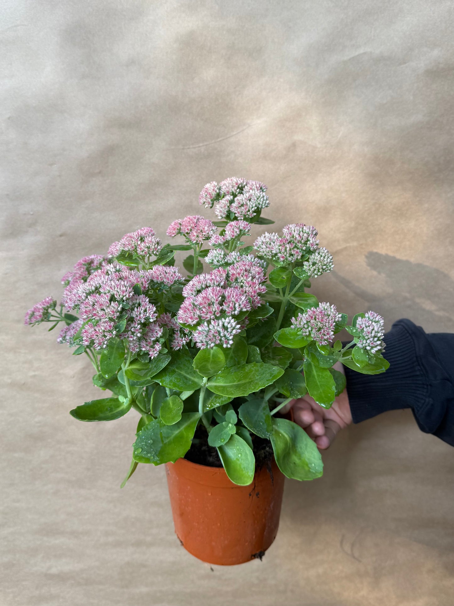 Rozchodnik okazały Sedum spectabile 'Brillant'