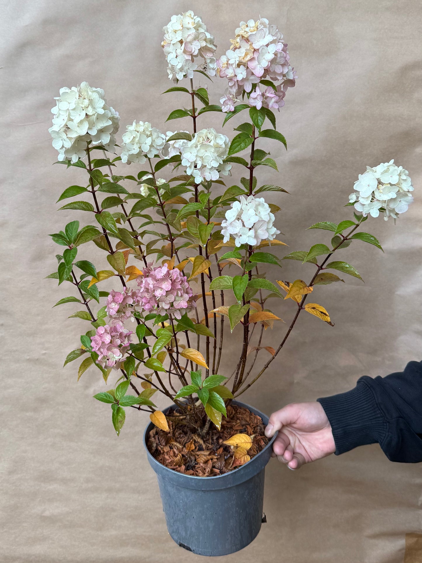 Hydrangea paniculata Hortensja bukietowa 'Petite Cherry'