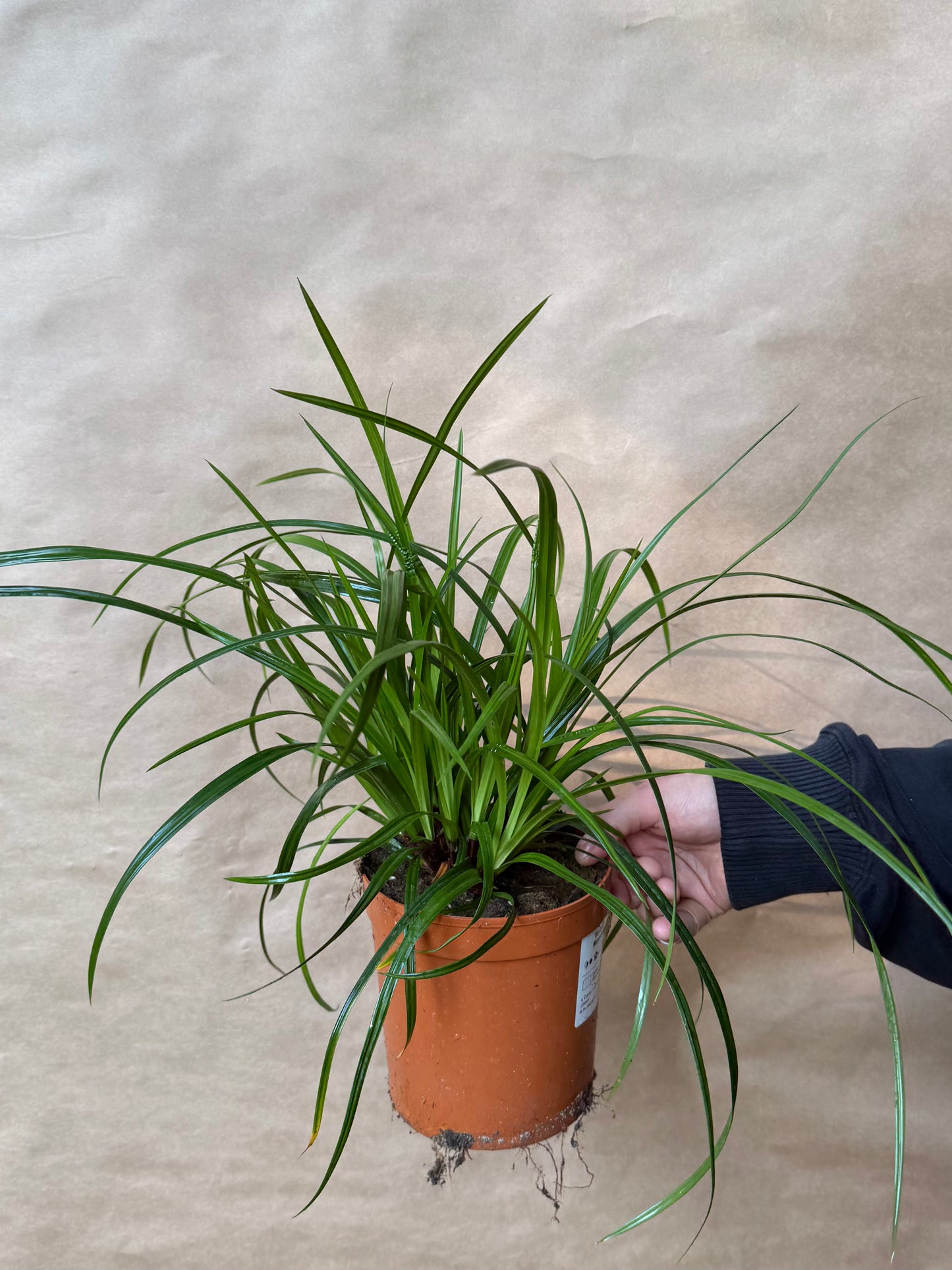 Turzyca Morrowa Carex morrowii 'Irish Green'