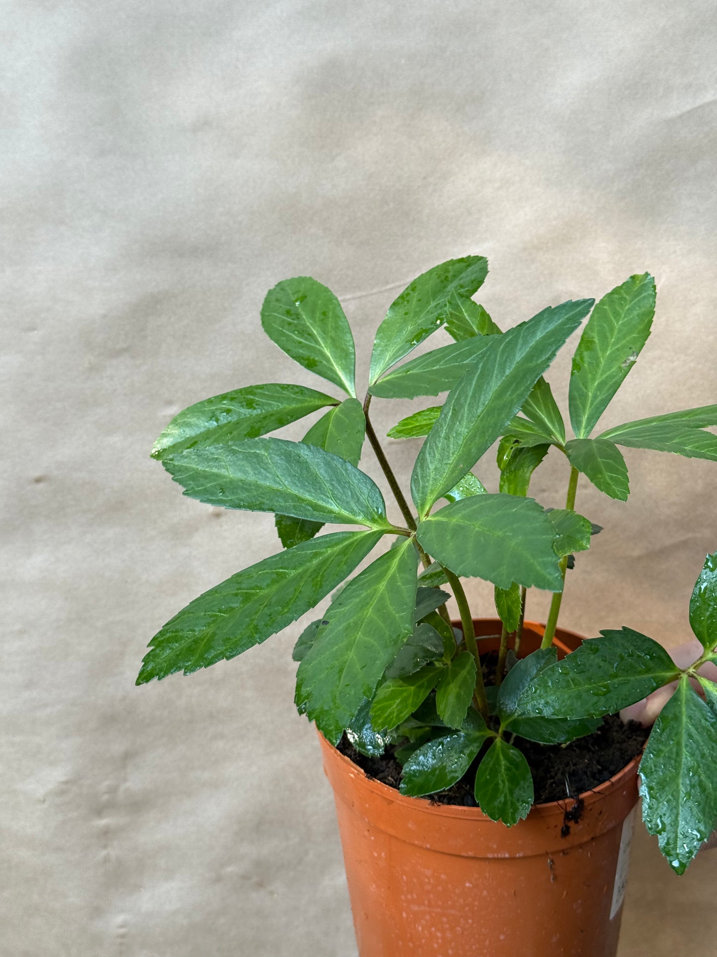 Ciemiernik biały Helleborus niger 'White January'