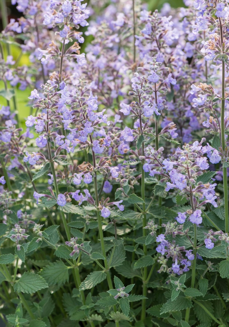 Kocimiętka Faassena Nepeta faassenii 'Purrsian Blue'