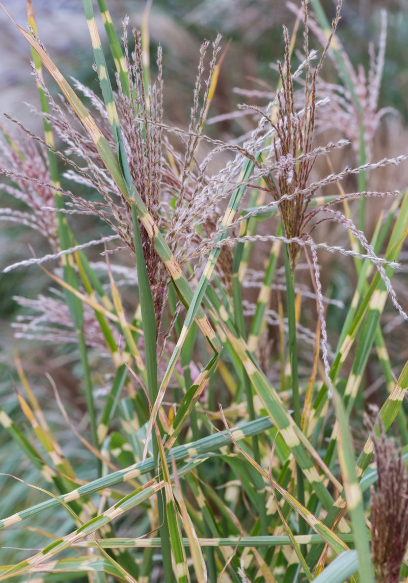 Miskant chiński Miscanthus sinensis 'Zebrinus Strictus'