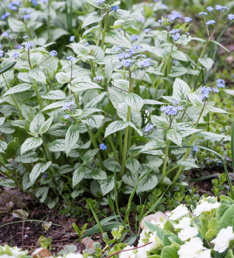 Burnera wielkolistna Brunnera macrophylla 'Silver Heart'