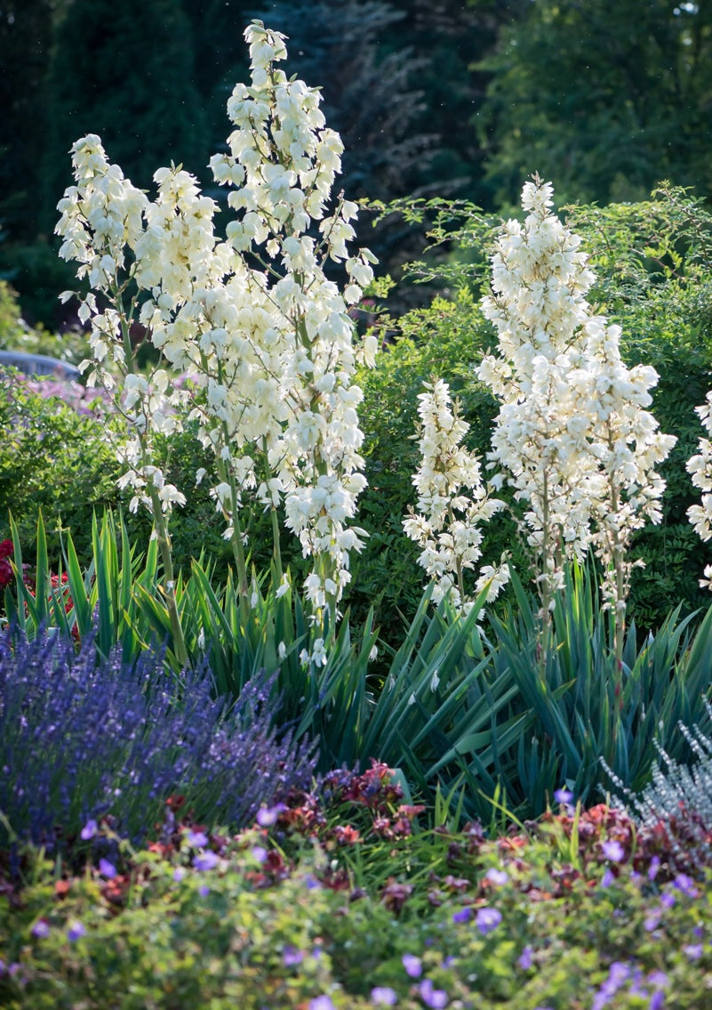 Juka karolińska Yucca filamentosa