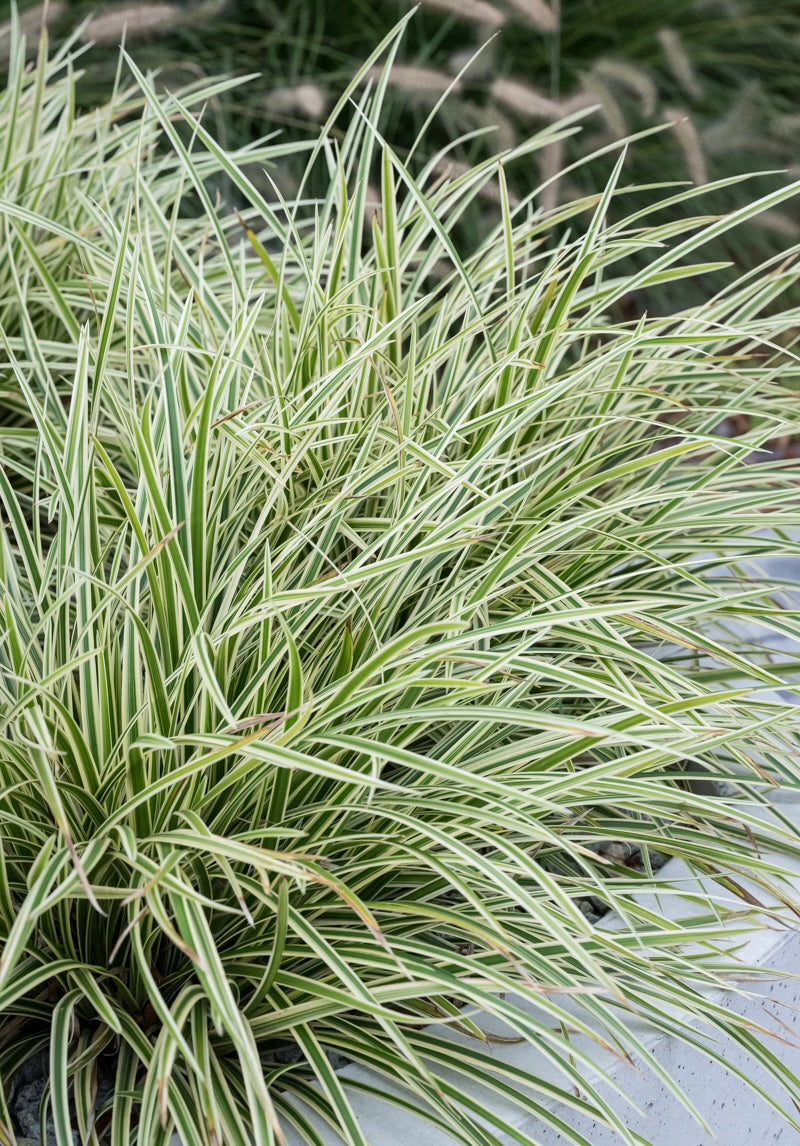 Turzyca Morrowa Carex morrowii 'Goldband'