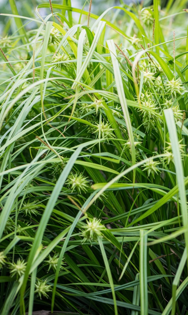 Turzyca Graya Carex grayi