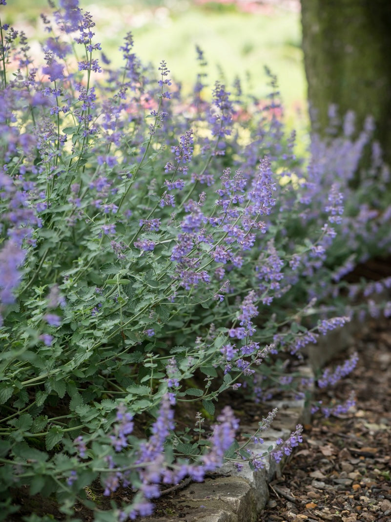 Kocimiętka Fassena Nepeta faassenii 'Six Hill's Giant'