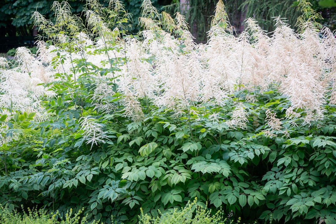 Parzydło leśne Aruncus dioicus (sylvestris)