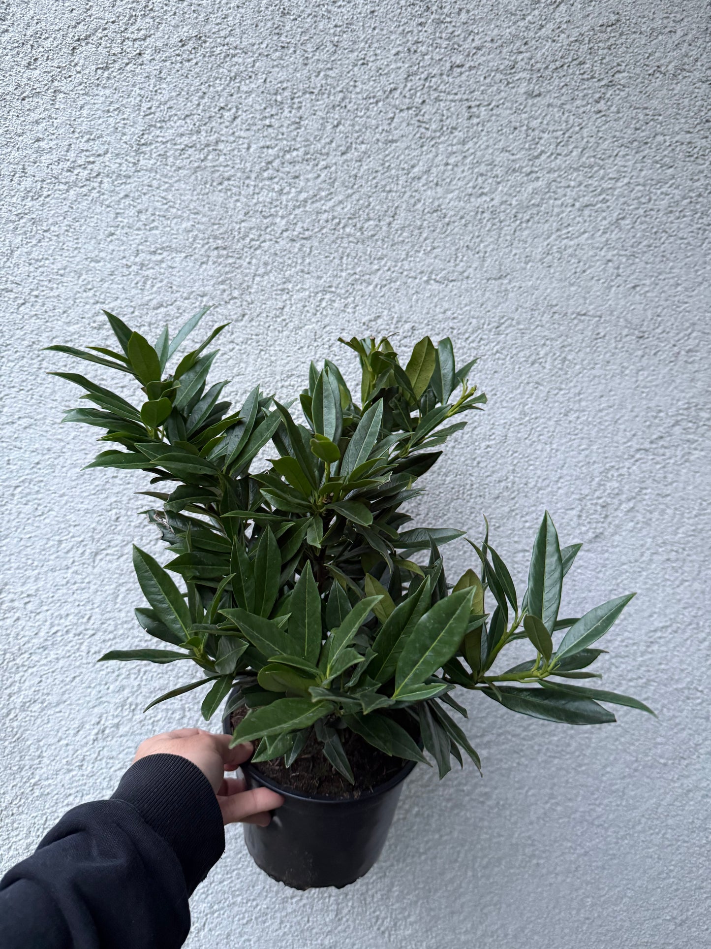 Laurowiśnia wschodnia Prunus laurocerasus 'Otto Luyken'