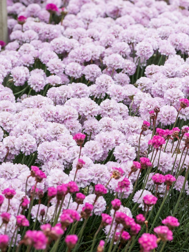Zawciąg nadmorski Armeria maritima 'Glory of Holland'