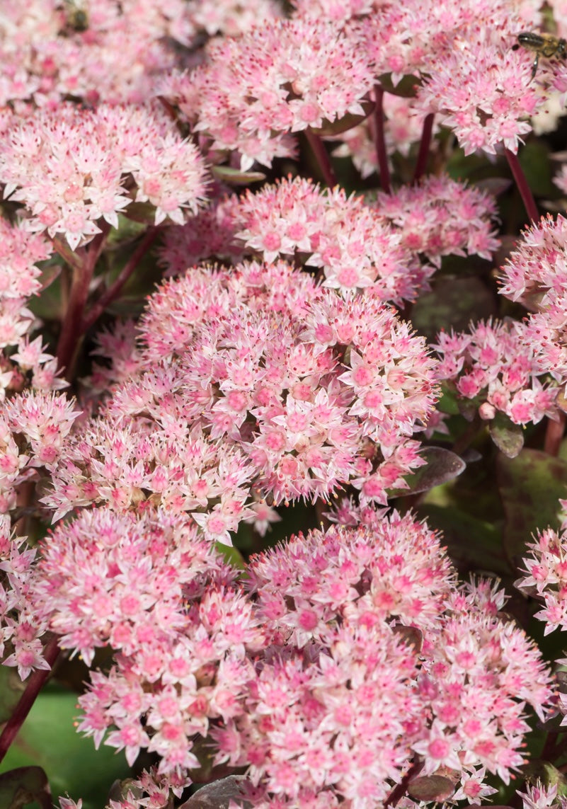 Rozchodnik okazały Sedum spectabile 'Matrona'