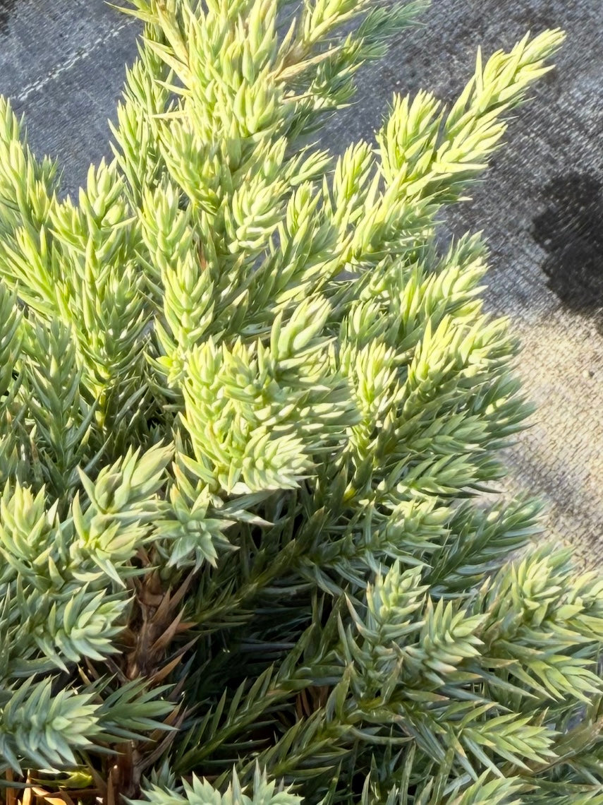 Jałowiec łuskowaty Juniperus Squamata 'Blue Carpet'