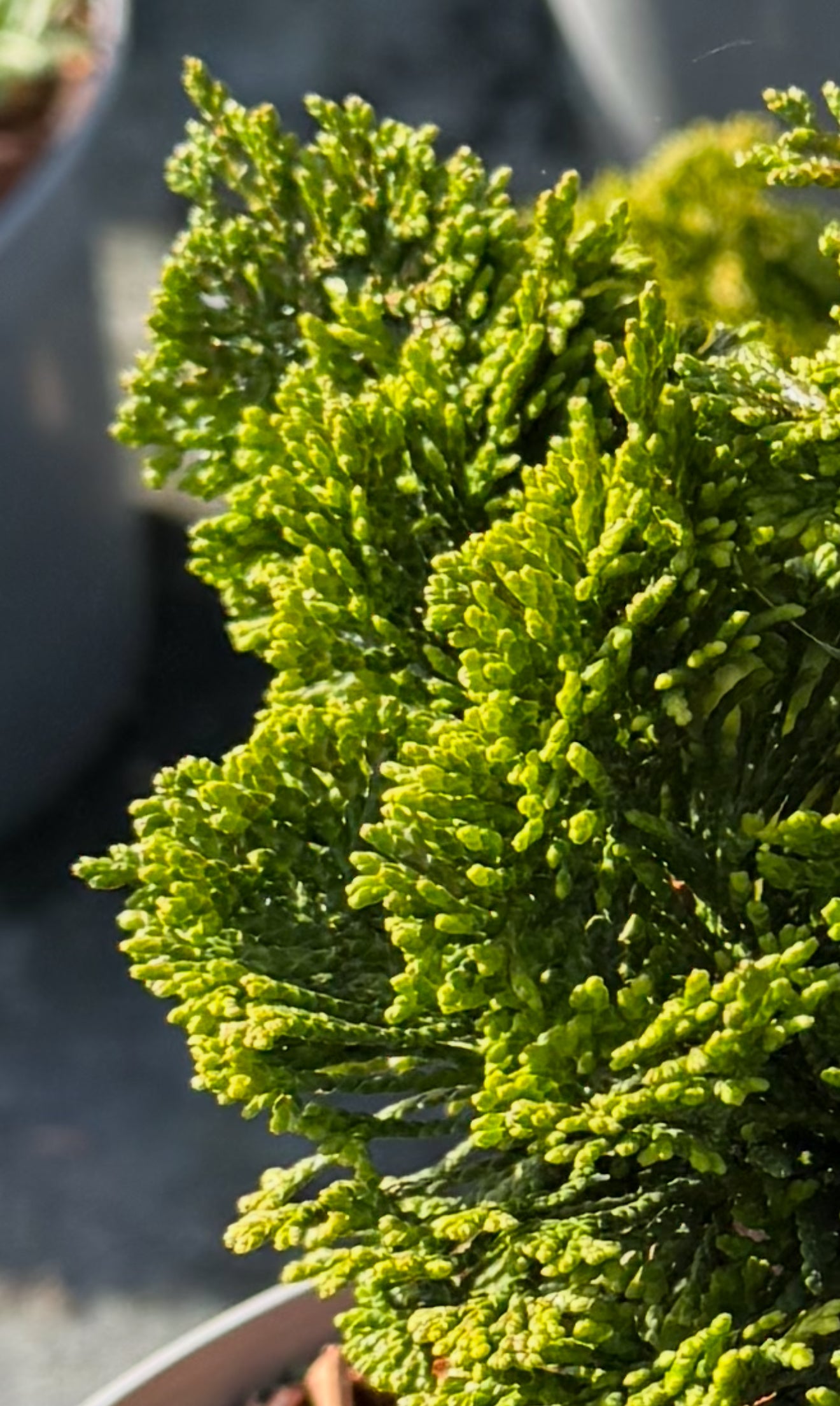 Cyprysik tępołuskowy Chamaecyparis obrusa 'Nana Gracilis'