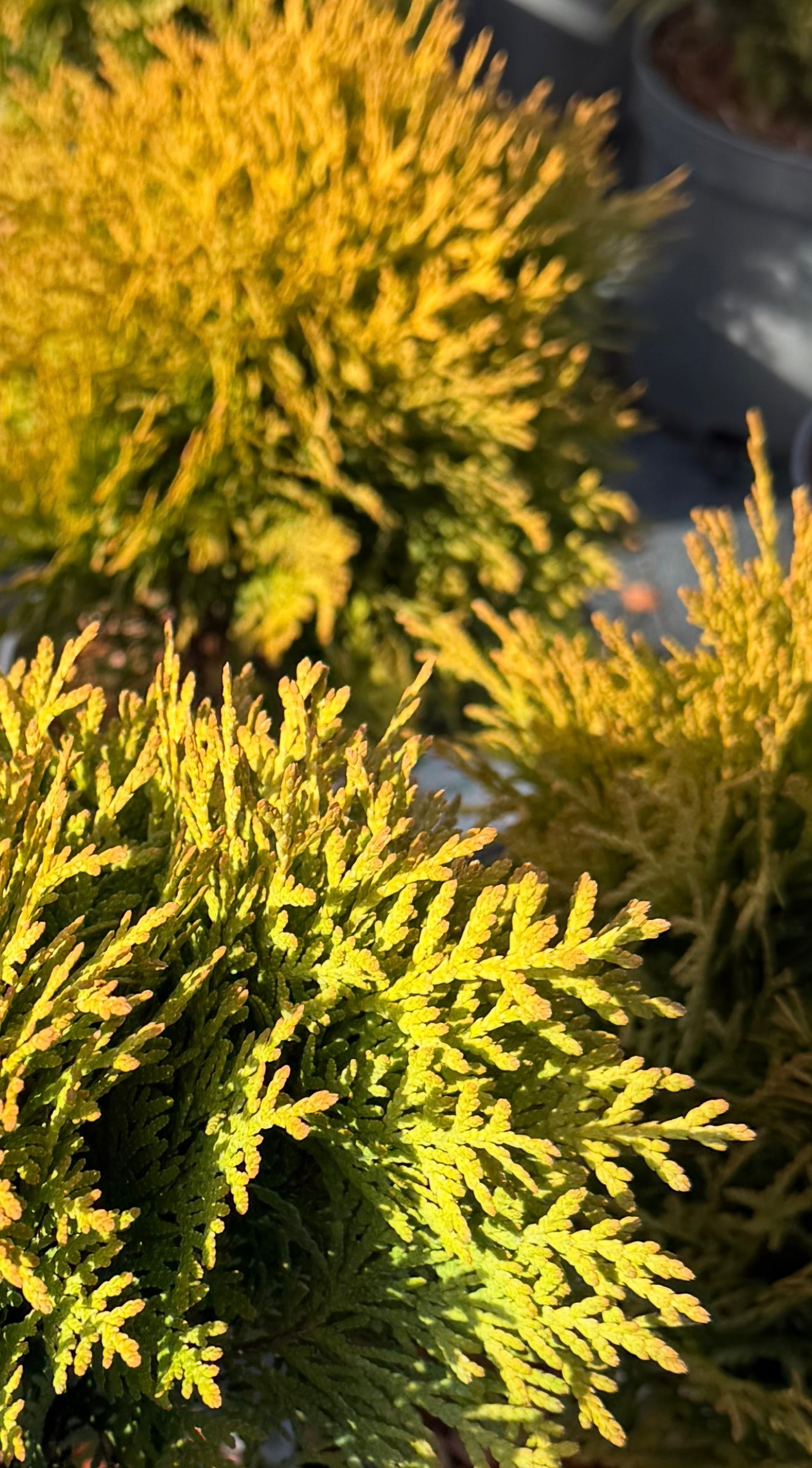 Żywotnik zachodni Thuja occidentalis 'Mirjam'