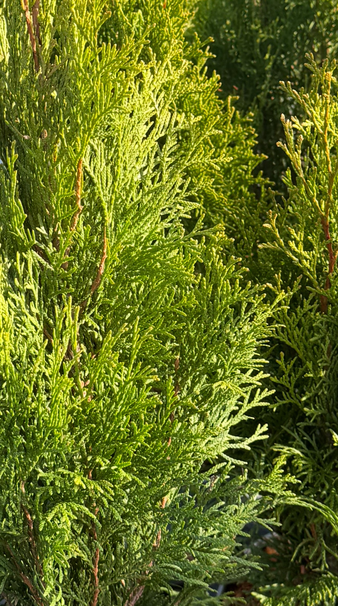 Żywotnik zachodni Thuja occidentalis 'Smaragd'