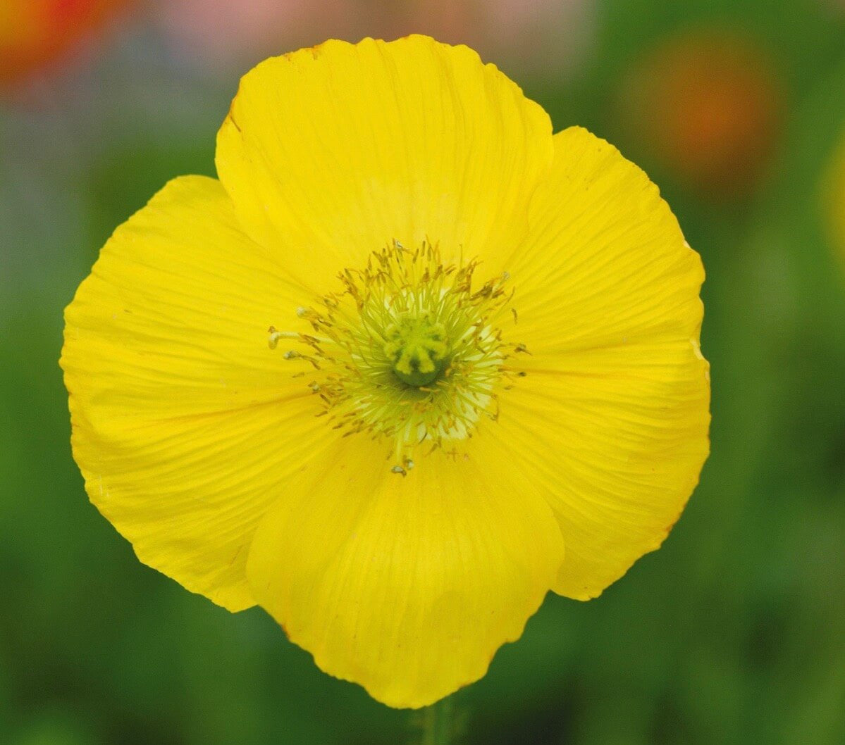 Mak syberyjski Papaver nudicaule 'Champagne Bubbles Yellow'