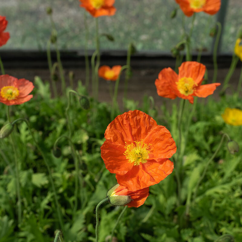 Mak syberyjski Papaver nudicaule 'Champagne Bubbles Orange'