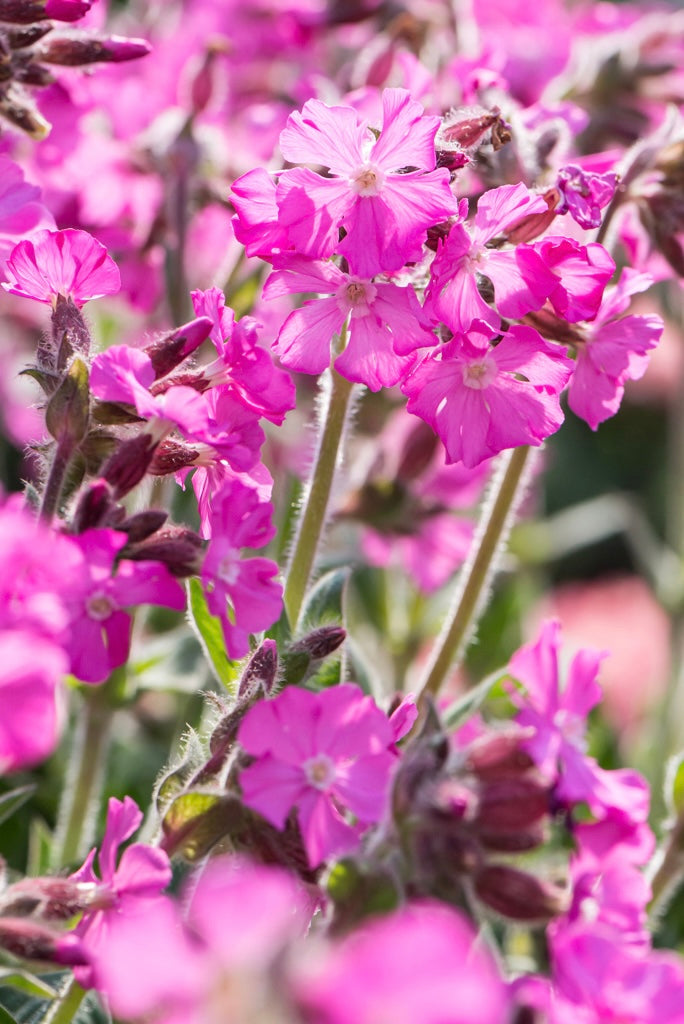 Lepnica czerwona Silene dioica 'Rollies Favorite'