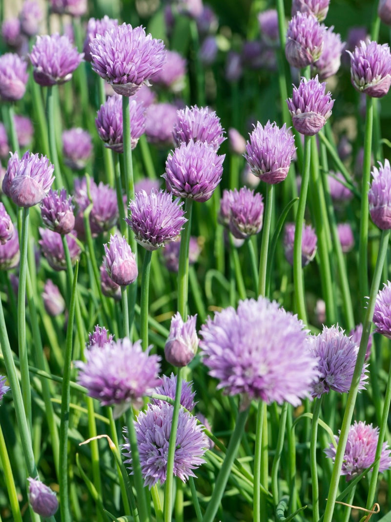 Szczypiorek Allium schoenoprasum