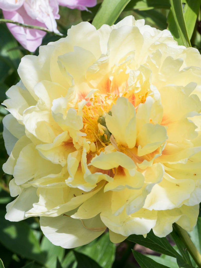 Piwonia Itoh Paeonia itoh 'Bartzella'