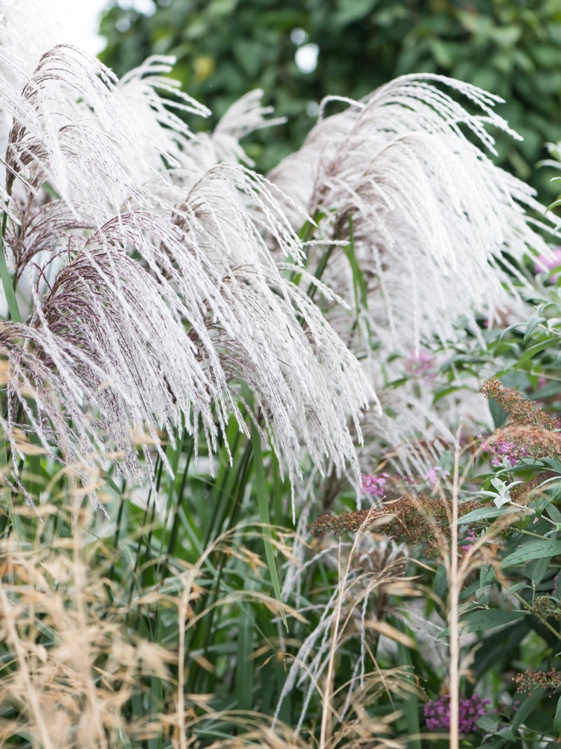 Miskant chiński Miscanthus sinensis 'Memory'