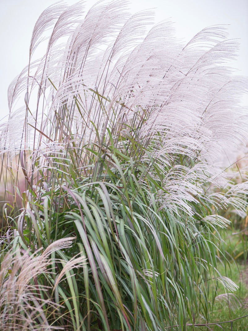 Miskant chiński Miscanthus sinensis 'Rosi'
