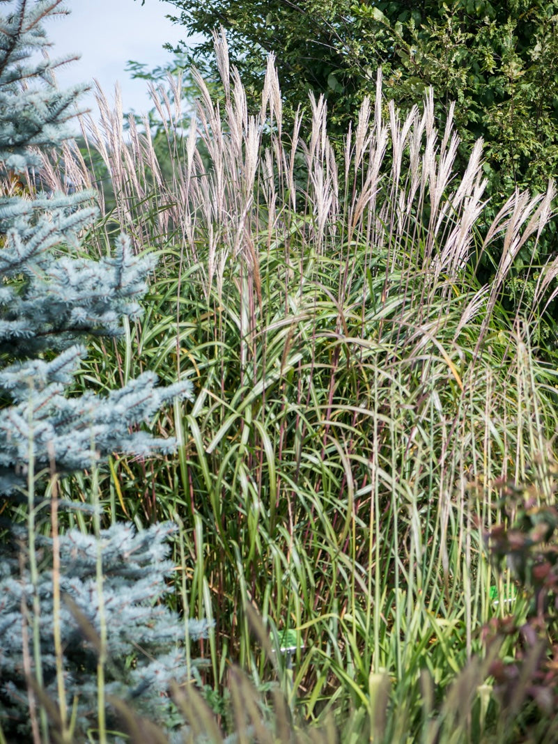 Miskant chiński Miscanthus sinensis 'Wodan'