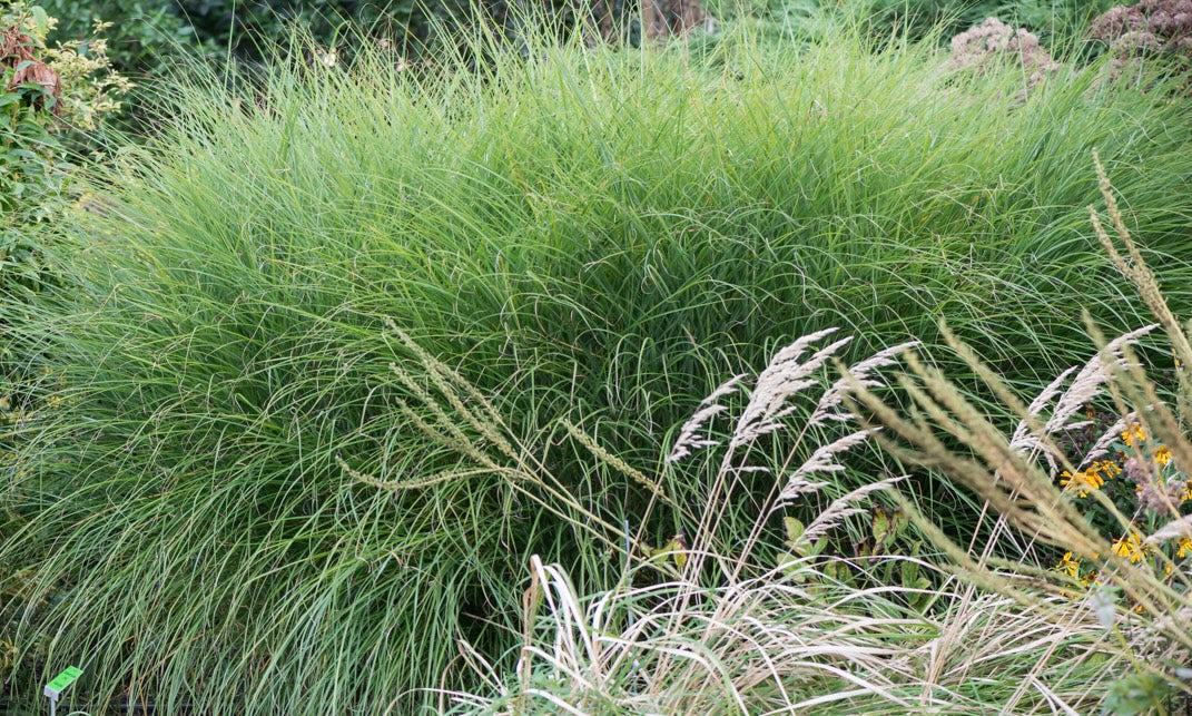 Miskant chiński Miscanthus sinensis 'Graziella'