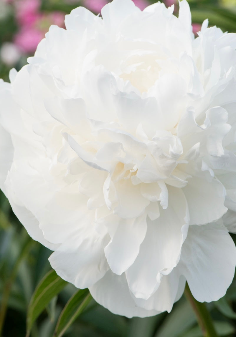 Piwonia chińska Paeonia lactiflora 'Duchesse de Nemours'