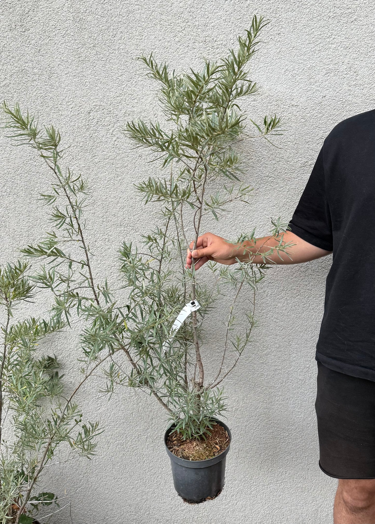 Rokitnik zwyczajny Hippophae rhamnoides