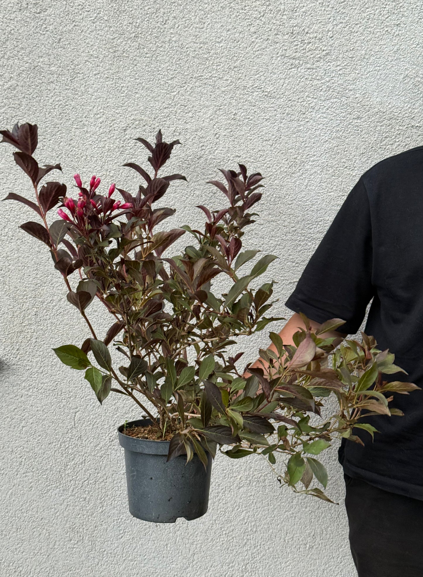 Krzewuszka cudowna Weigela 'Alexandra'